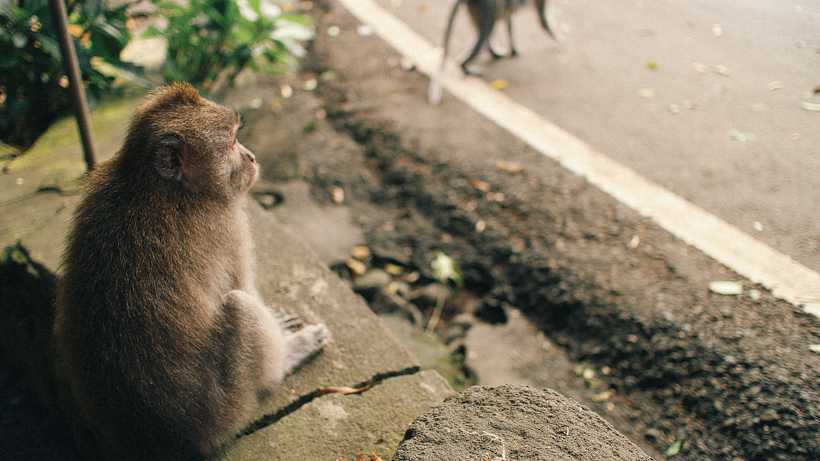 japan | indonesia-60